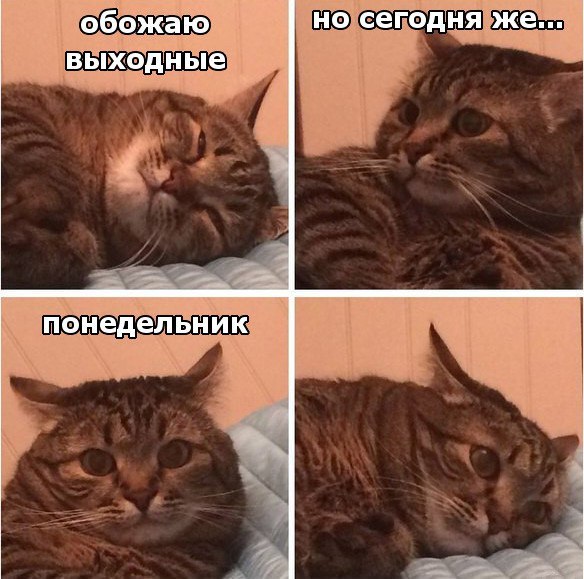 Коты и Кошки