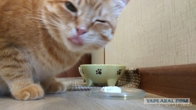 Котовторник 28.11.2017