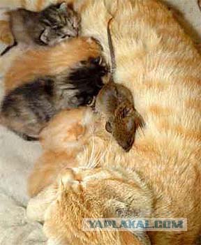 Ура, котовторник! (01.07.2008)