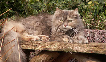 Коты на вторник на ЯПлакалъ (07.10.2008)