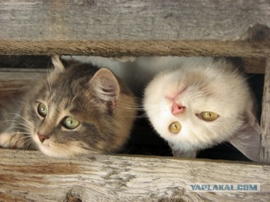 Котовторник 06.09.11