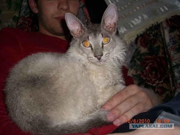 Котовторник 20.03.2012