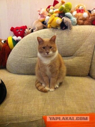 Котовторник 8 мая 2012