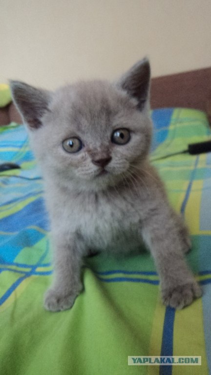 Котовторник 10. 07. 2012