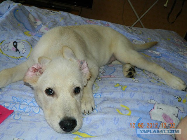 Собакочетверг