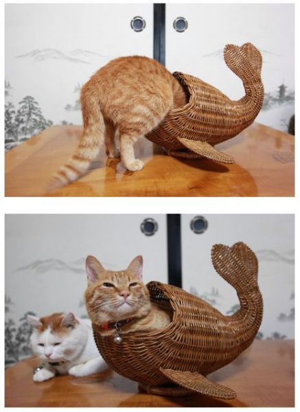 Картинки с котами и про котов