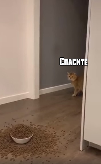 С ума сошла, что-ли?!