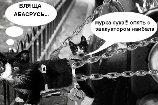 Фотожаба: Кот
