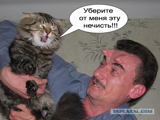 Злой кот