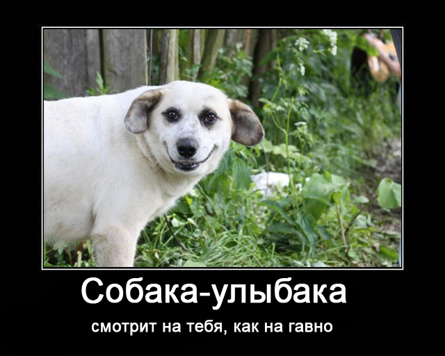 Фотожаба: Собака-улыбака