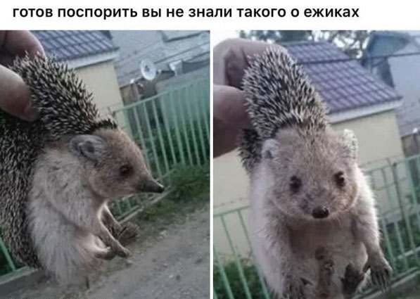 Картинок немного 02.09.20