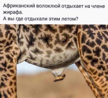 Юмор в картинках 22.11.2020