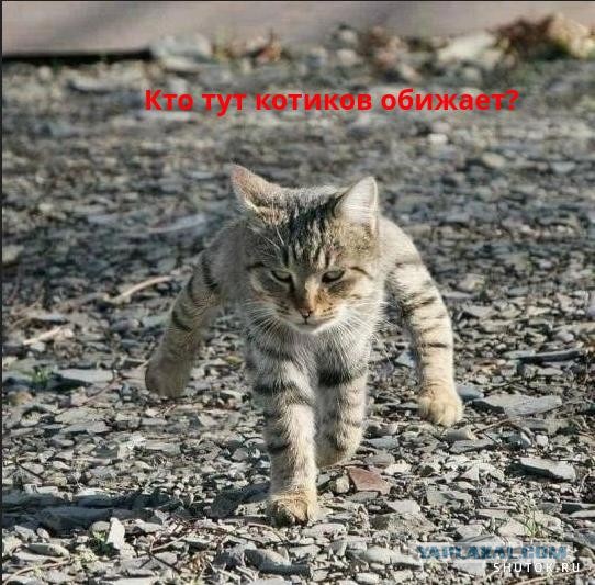 Показалось?
