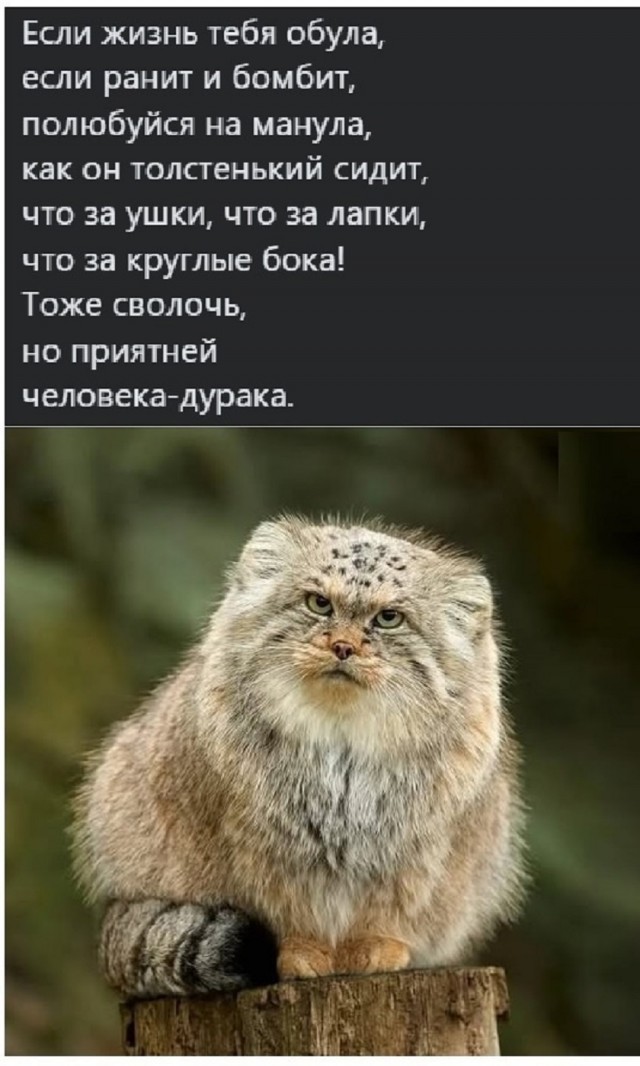 К котовторнику: подборка картинок-баянов с котиками и про котиков. Выпуск 8