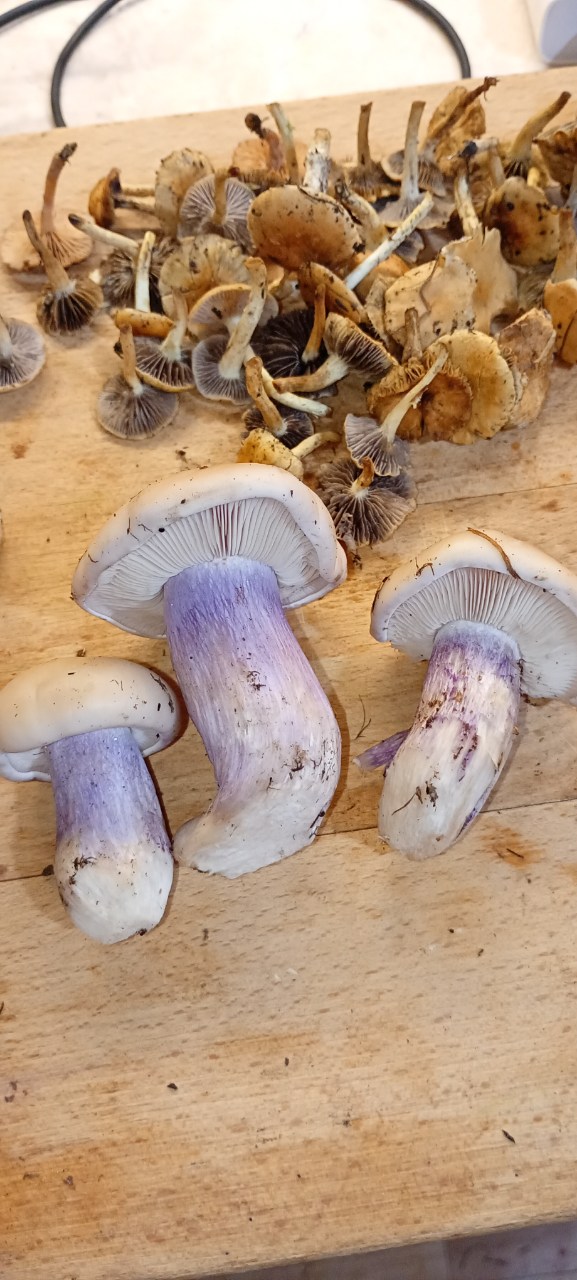 Пашкетт, помоги.