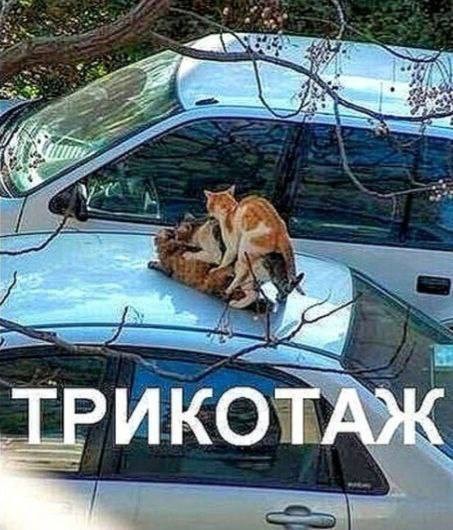 К котовторнику: подборка картинок-баянов с котиками и про котиков. Выпуск 27.