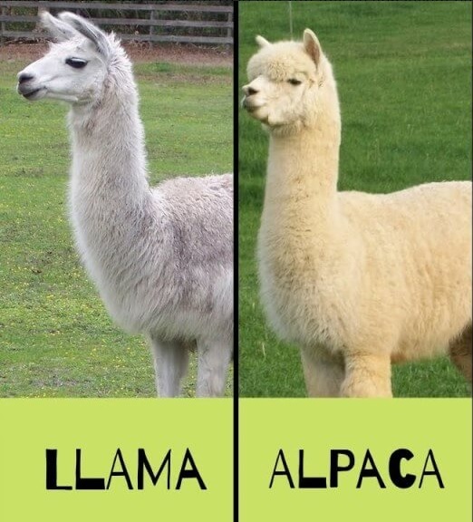 Просто альпака