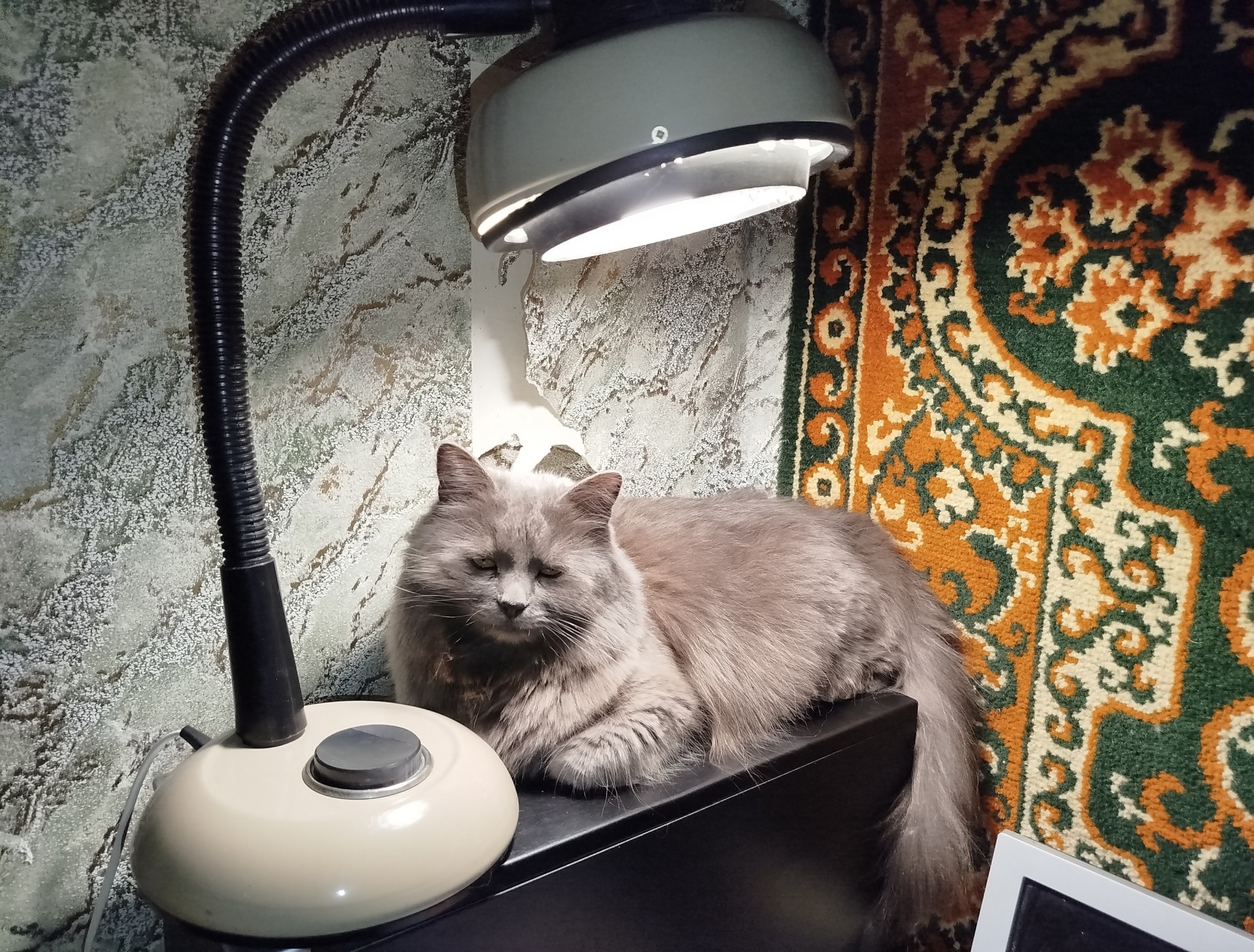 Котоламповая история