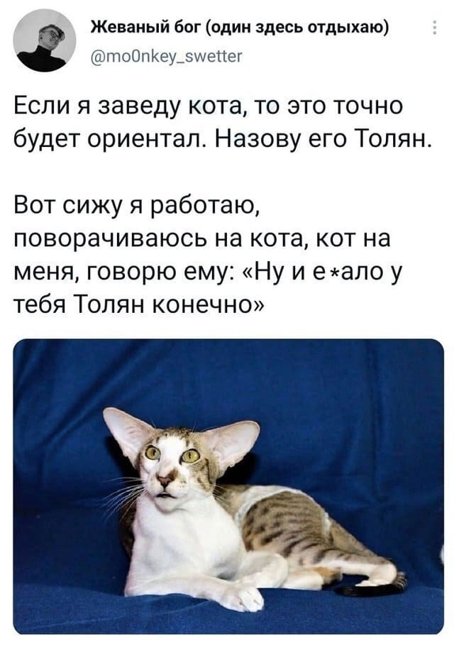 Очаровательный ушастик