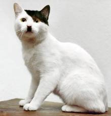 Коты ученых