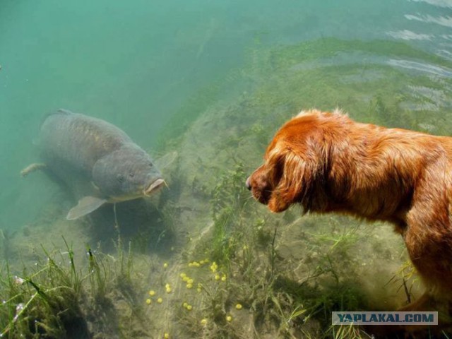 Веселые картинки