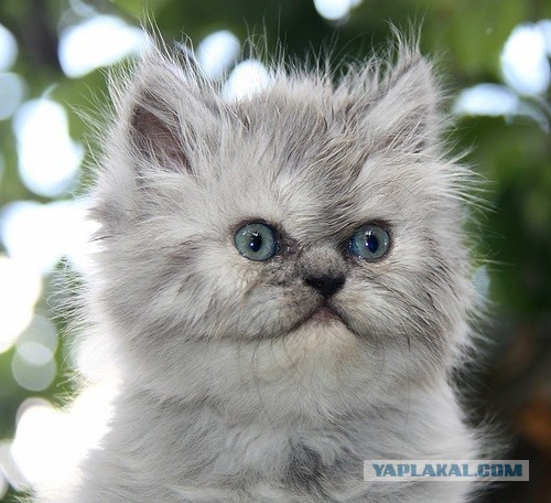 Котовторник 20.05.2014