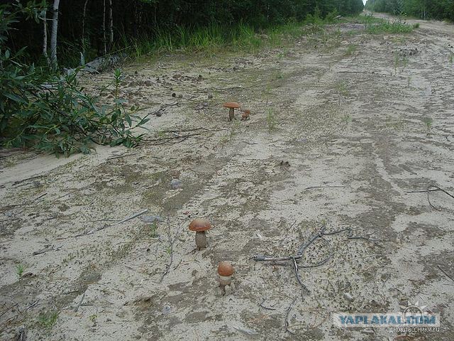 Грибная охота
