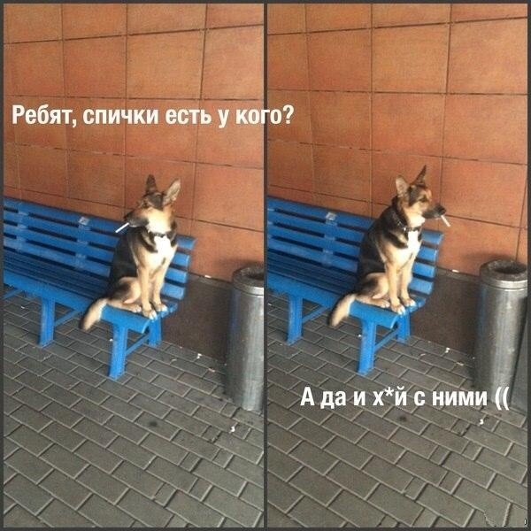 Веселые картинки