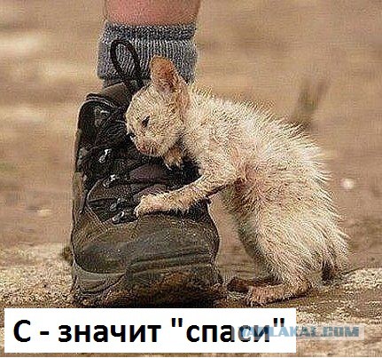 Пуля в теле, проволока на шее...