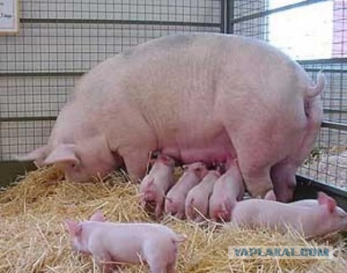 8 овощей, которые можно купить один раз, а потом