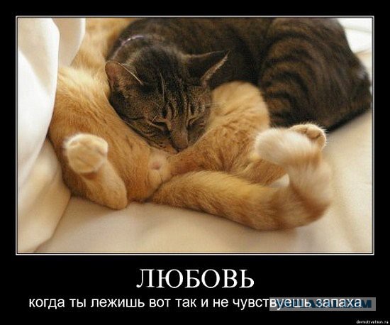Пучок смешных картинок