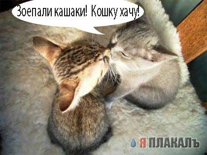Коты, кошки, котята
