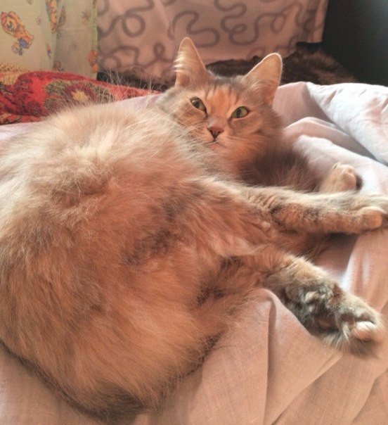Коты и Кошки