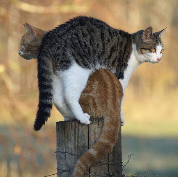 Коты и Кошки