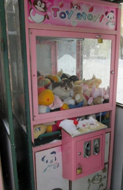 Коты и Кошки