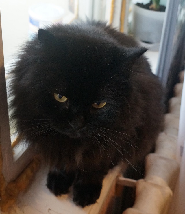 Забрался котенок на склад.Теперь у нас новый член семьи.