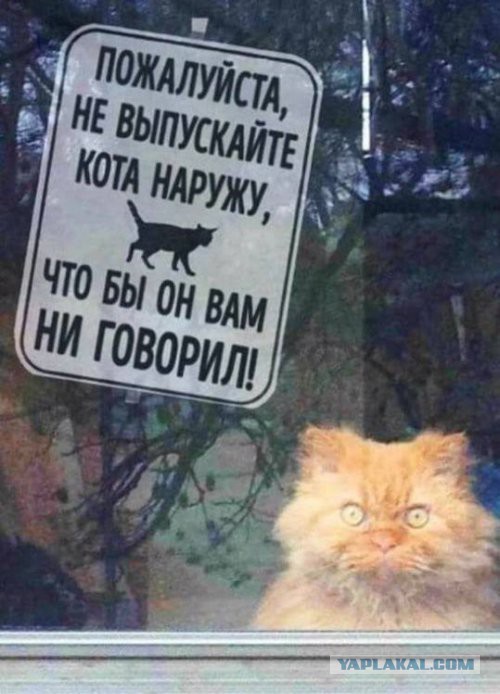Центнер Идиотизма