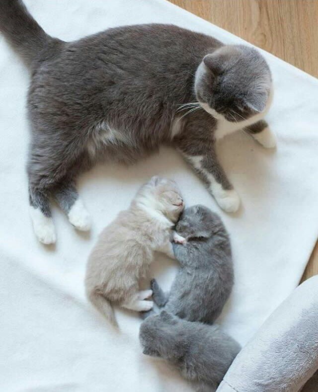 Коты и Кошки