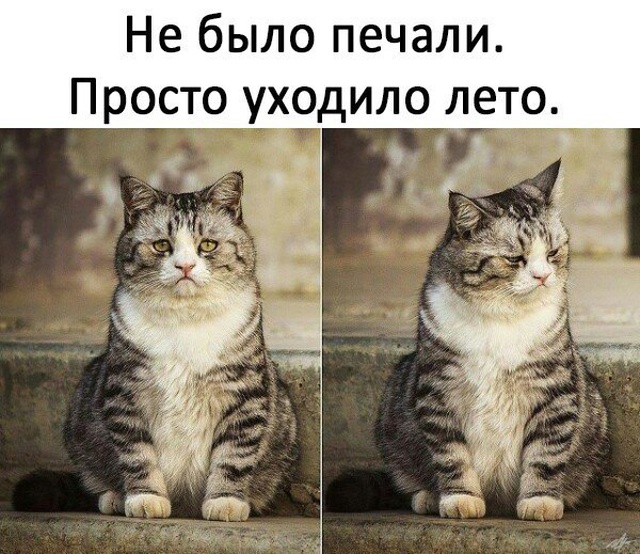 Немного милоты