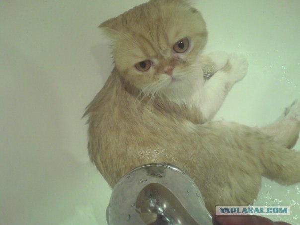 Распорядок кота на неделю