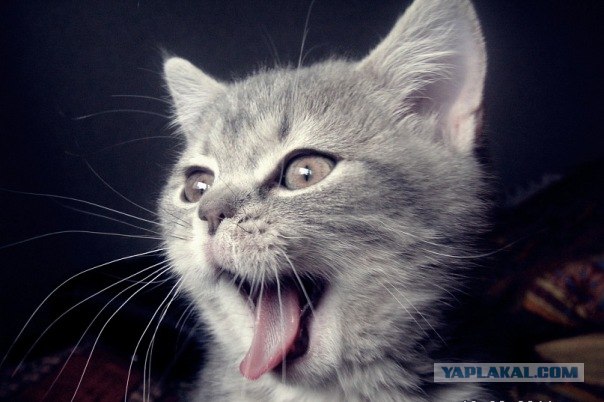 Десантный котовторник