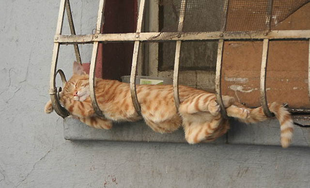 Сонный Котовторник
