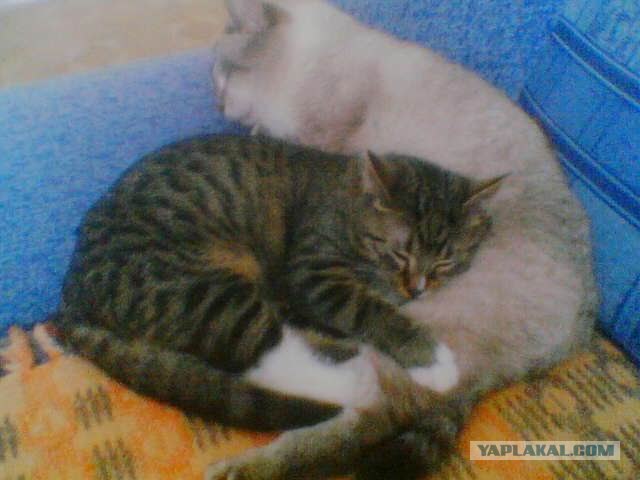Котовторник 06.09.11