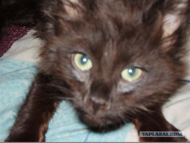 Котовторник 22.11.11