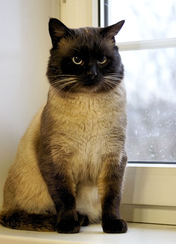 Котовторник 27.12.11