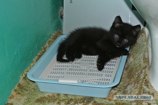 Котовторник 07.08.2012