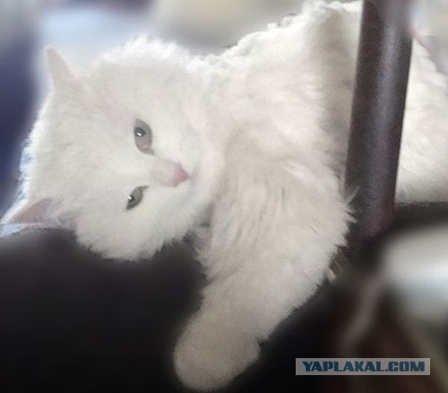 Котовторник  16.10.12