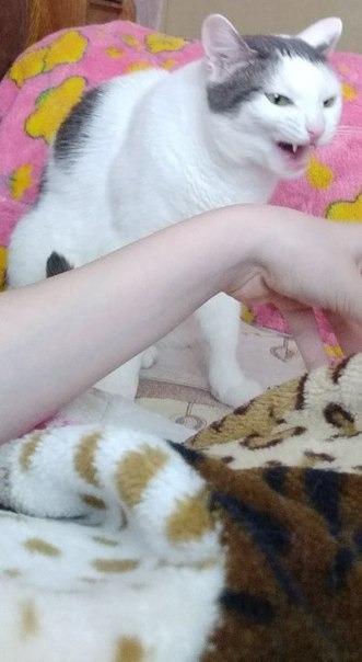 Забавные фото котеек