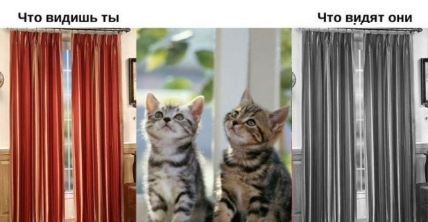 Как видят мир животные