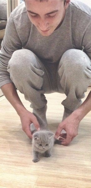 Прикольных котов пост